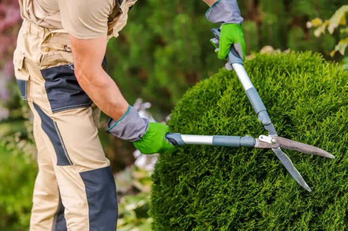 Taille de haies, Montech